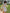White Embroidered Linen Mini Dress – Balloon Sleeves | ZALXNDRA