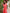 Coral Embroidered Linen Maxi Dress – Balloon Sleeves | ZALXNDRA